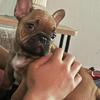 French bulldog puppy