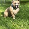 5 year old male bully