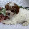 Male Toy Poodles-Topeka Indiana-$1200-$600