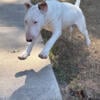 AKC champion bloodline bull terriers 