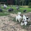 Livestock Guardian Dogs $300