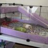 Guinea Pigs for Adoption