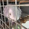 African grey Congo