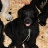 F1b Labradoodles Black