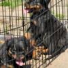 8 week old Rottweiler puppies for sale