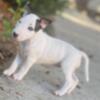 Bull Terrier Females Pups