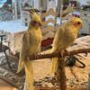 Cockatiels Hand-fed hand trained