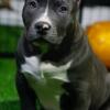 Gorgeous blue pocket bully for sale!