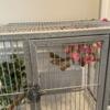 Two Zebra Finches with Flight Cage