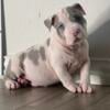 Xl American Bullies