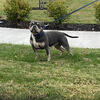 American bully