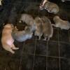 Blue American Bully puppies 6weeks old looking for a good family