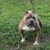 5 year old papered male and 4 month 3 week old male papered puppy!
