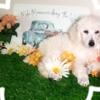 white Standard Poodle (AKC) Puppies