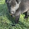 Full blooded black German sheperds
