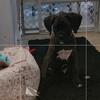 Akc brindle boxer ready to go now!
