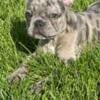 French Bulldog Puppy Male/Blue Merle/13wk with papers