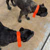 Cane Corso For Sale