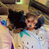 Yorkie puppy