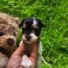 CKC Reg. Biewer Terrier puppies available