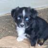 Miniature Australian Shepherd puppies