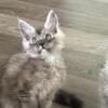 GORGEOUS an POLY KITTENS text 740-979-9668