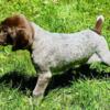 GSP Puppies Purebred AKC Registered and can be NAVHDA Registered