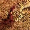 Male leopard gecko