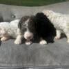 F1B Aussiedoodles-Females PRICE REDUCED