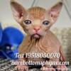 Barebottomsphynx.com has bambino bullycats sphynx elf dwelf Tica.org registered cattery california text for details  
