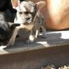 AKC registered French bulldog