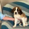 3 Purebred Saint Bernard Pups Left