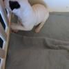 2 girls nkc registered American bulldog pups