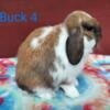 Holland Lop Buck with Pedigree