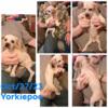 Yorkipoo Blonde male.person backed out on buying.back for sale.