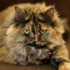 Persian spayed adult Shelby