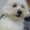 Maltipoo