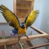 Baby Blue & Gold Macaw