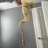 Albino Ball Python