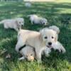 Golden Retriever puppies AKC full registered