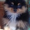 Pomeranian male puppy