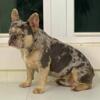 AKC lilac and tan merle French bulldog male