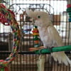 Goffin Cockatoo ( Male)