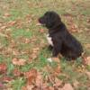 Black Retriever pup 6 months old