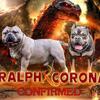 American bully for sale utp on shots 7 weeks