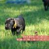 Black Traditional Bred Cane Corso Female