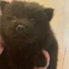 Merle and solid chows-2 male and 2 females available