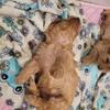 Yorkipoo Girl Pup