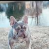 French Bulldog AKC STUD