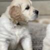 Light, AKC, Champion lineage, Health tested Goldens